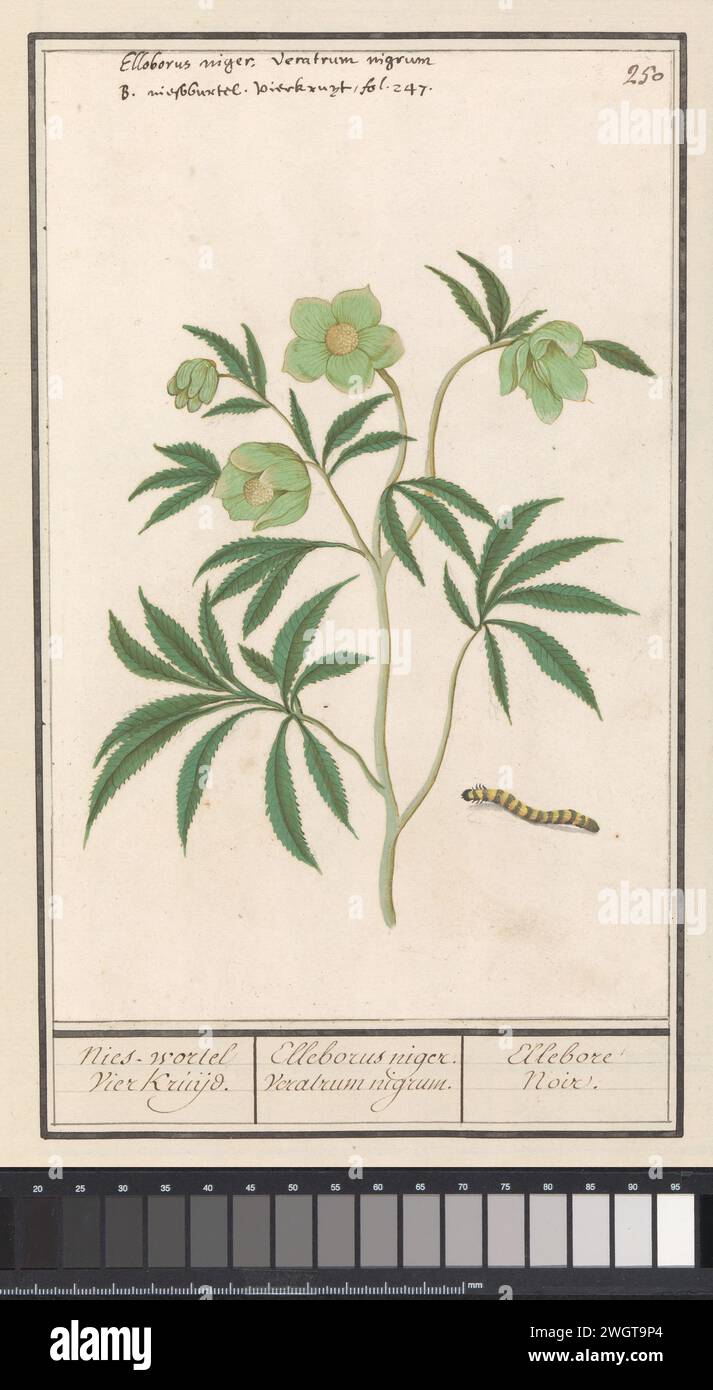 Nieskruid (Helleborus), Anselmus Boëtius de Boodt, 1596 - 1610 dessin Herb de Hurry (Helleborus). Avec une chenille. Numéroté en haut à droite : 250. En haut à droite, le nom Latin et Néerlandais. Partie du troisième album avec des dessins de fleurs et de plantes. Dixième de douze albums avec des dessins d'animaux, d'oiseaux et de plantes connus vers 1600, réalisé sur commande de l'empereur Rudolf Ier Avec explication en néerlandais, latin et français. Dessinateur : Praagdraughtsman : papier de Delft. aquarelle (peinture). peinture de pont. craie. brosse à encre / fleurs de stylo : hellebore. insectes : chenille Banque D'Images