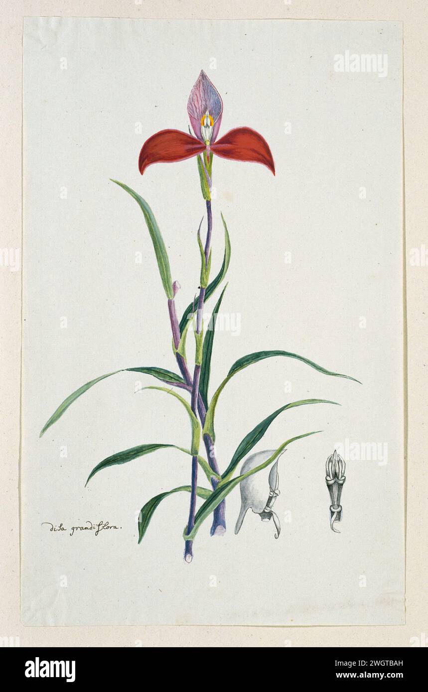 DISA uniflora Bergius (Red disa ; ou Pride of table Mountain), 1777 - 1786 dessin Disa Grandiflora (Gordon), ou orchidée rouge de la table Mountain. papier. encre. crayon. craie. aquarelle (peinture) stylo / pinceaux plantes ; végétation Banque D'Images