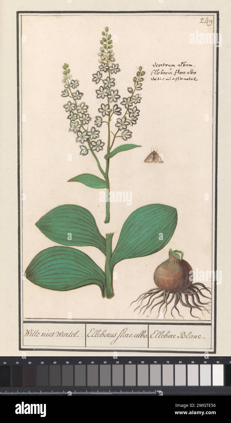 Racine d'éternuement blanc (album Veratrum), Anselmus Boëtius de Boodt, 1596 - 1610 dessin racine d'éternuement blanc. Numéroté en haut à droite : 249. En haut à droite, le nom Latin et Néerlandais. Partie du troisième album avec des dessins de fleurs et de plantes. Dixième de douze albums avec des dessins d'animaux, d'oiseaux et de plantes connus vers 1600, réalisé sur commande de l'empereur Rudolf Ier Avec explication en néerlandais, latin et français. Dessinateur : Praagdraughtsman : papier de Delft. aquarelle (peinture). peinture de pont. craie. brosse à encre / fleurs de stylo : faux hellebore Banque D'Images