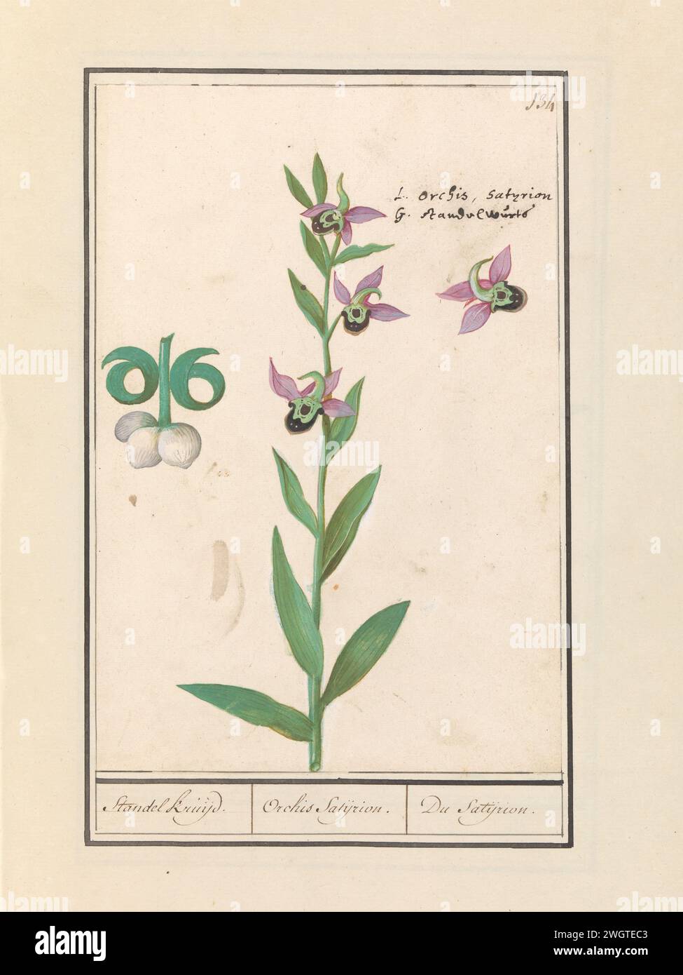 Orchidée de Bumblebee rire (Ophrys bombyliflora) et anémonen (Anemone) , orchidée de Bumblebee rire (Ophrys bombyliflora), Anselmus Boëtius de Boodt, 1596 - 1610 dessin Weide -Hommelophrys (Ophrys Bombyliflora), une orchidée. Avec quelques détails. Numéroté en haut à droite : 134. En haut à droite des noms latins. Partie du deuxième album avec des dessins de fleurs et de plantes. Neuvième des douze albums avec des dessins d'animaux, d'oiseaux et de plantes connus vers 1600, réalisé sur commande de l'empereur Rudolf Ier Avec explication en néerlandais, latin et français. Dessinateur : Praagdraughtsman : papier de Delft. aquarelle (p Banque D'Images