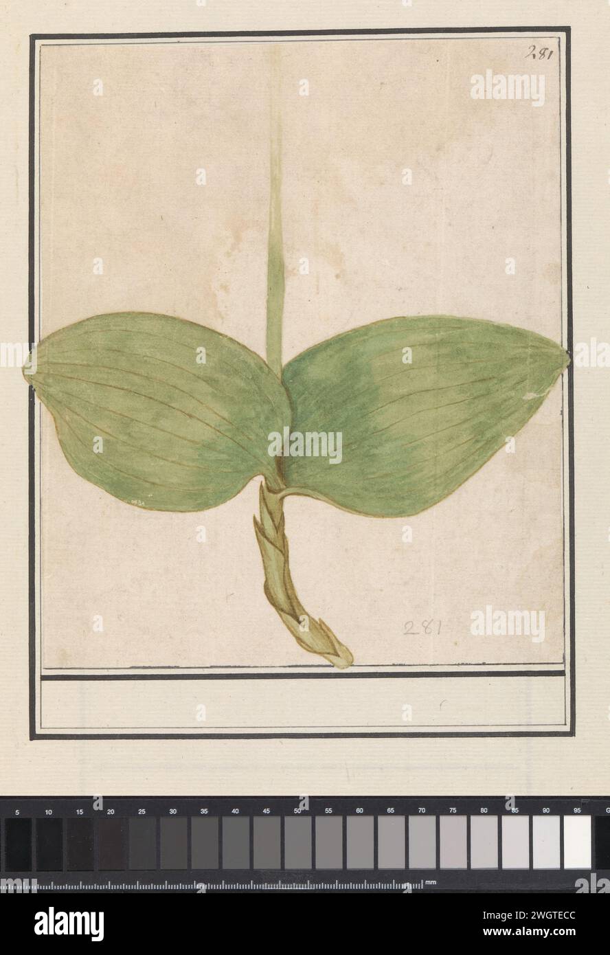 Plante inconnue, Anselmus Boëtius de Boodt, 1596 - 1610 dessin de la tige et des feuilles d'une plante inconnue. Numéroté en haut à droite : 280. Partie du troisième album avec des dessins de fleurs et de plantes. Dixième de douze albums avec des dessins d'animaux, d'oiseaux et de plantes connus vers 1600, réalisé sur commande de l'empereur Rudolf Ier Avec explication en néerlandais, latin et français. Dessinateur : Praagdraughtsman : papier de Delft. aquarelle (peinture). peinture de pont. brosse à craie / plume plantes et herbes Banque D'Images