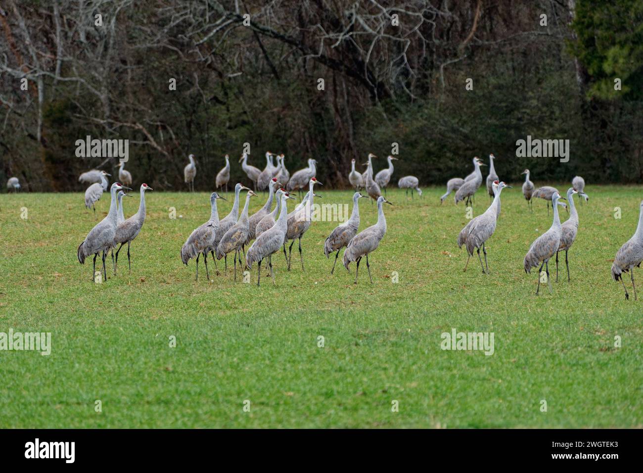 Le groupe de grues de sable au premier plan se rassemblent pour se préparer au vol avec un autre groupe à l'arrière-plan cherchent de la nourriture Banque D'Images Le groupe de grues de sable au premier plan se rassemblent pour se préparer au vol avec un autre groupe à l'arrière-plan cherchent de la nourriture Banque D'Images