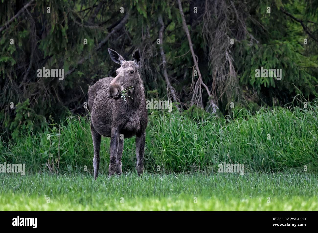 Un Moose pèle au crépuscule Banque D'Images Un Moose pèle au crépuscule Banque D'Images