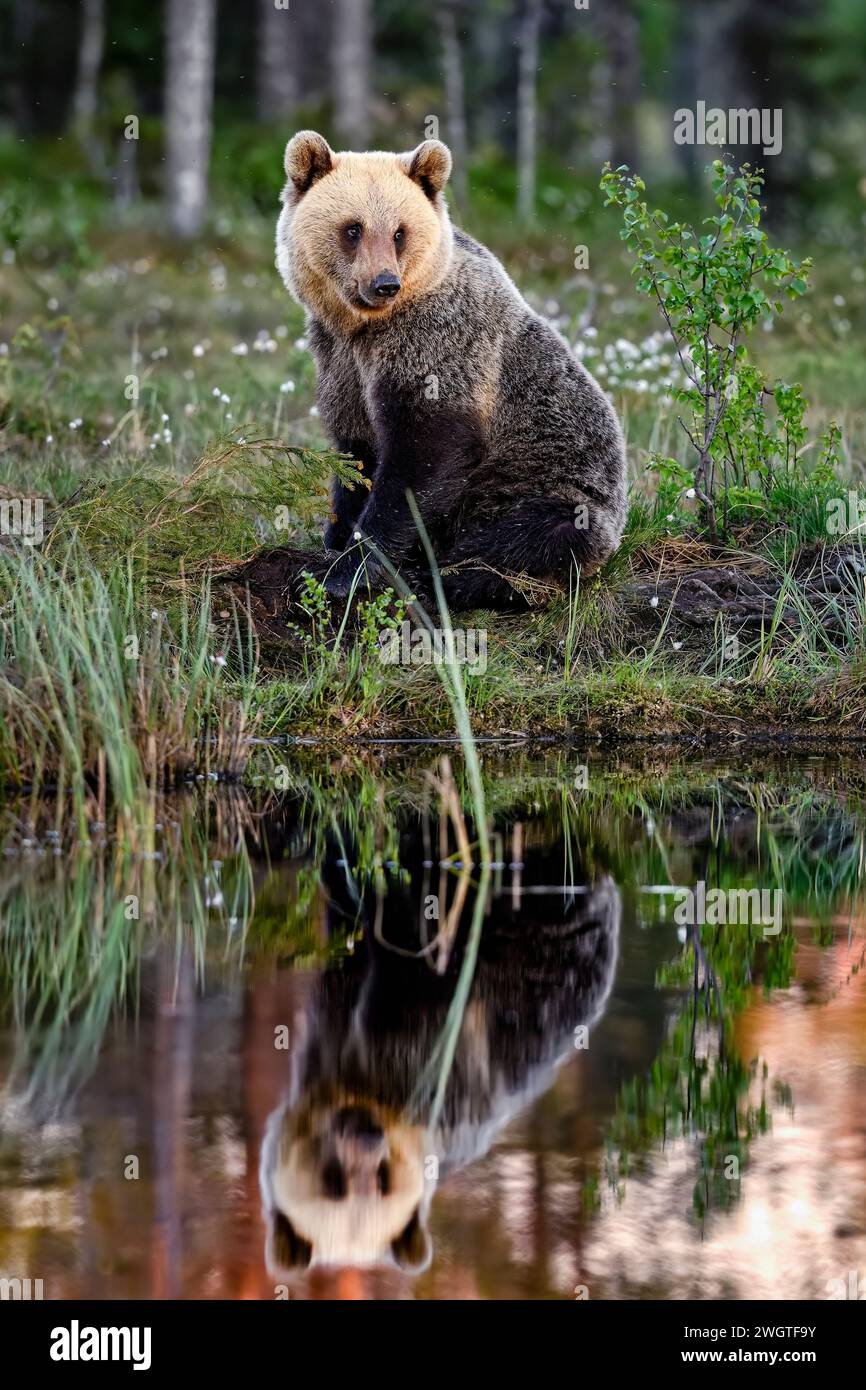 Un ours blond assis et émerveillé à l'étang marécageux Banque D'Images