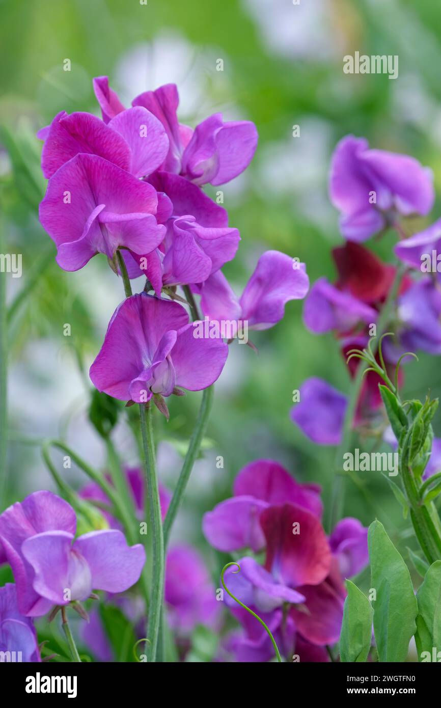 Lathyrus odoratus Memories, Sweetpea Memories, fleurs mauve-violet vif Banque D'Images