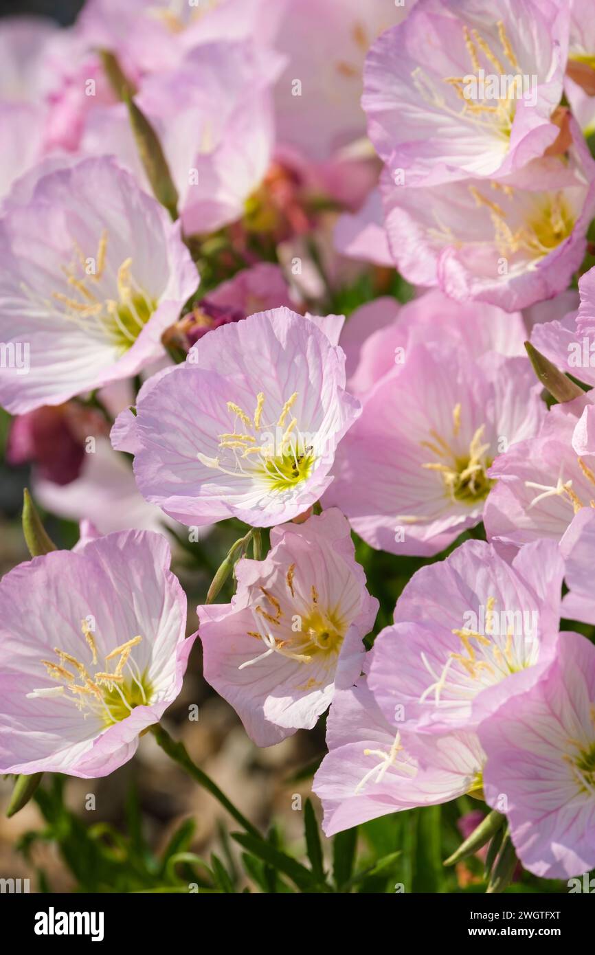 Oenothera speciosa Siskiyou, onagre blanche Siskiyou, fleurs rose pâle à veines foncées nuancées au centre Banque D'Images