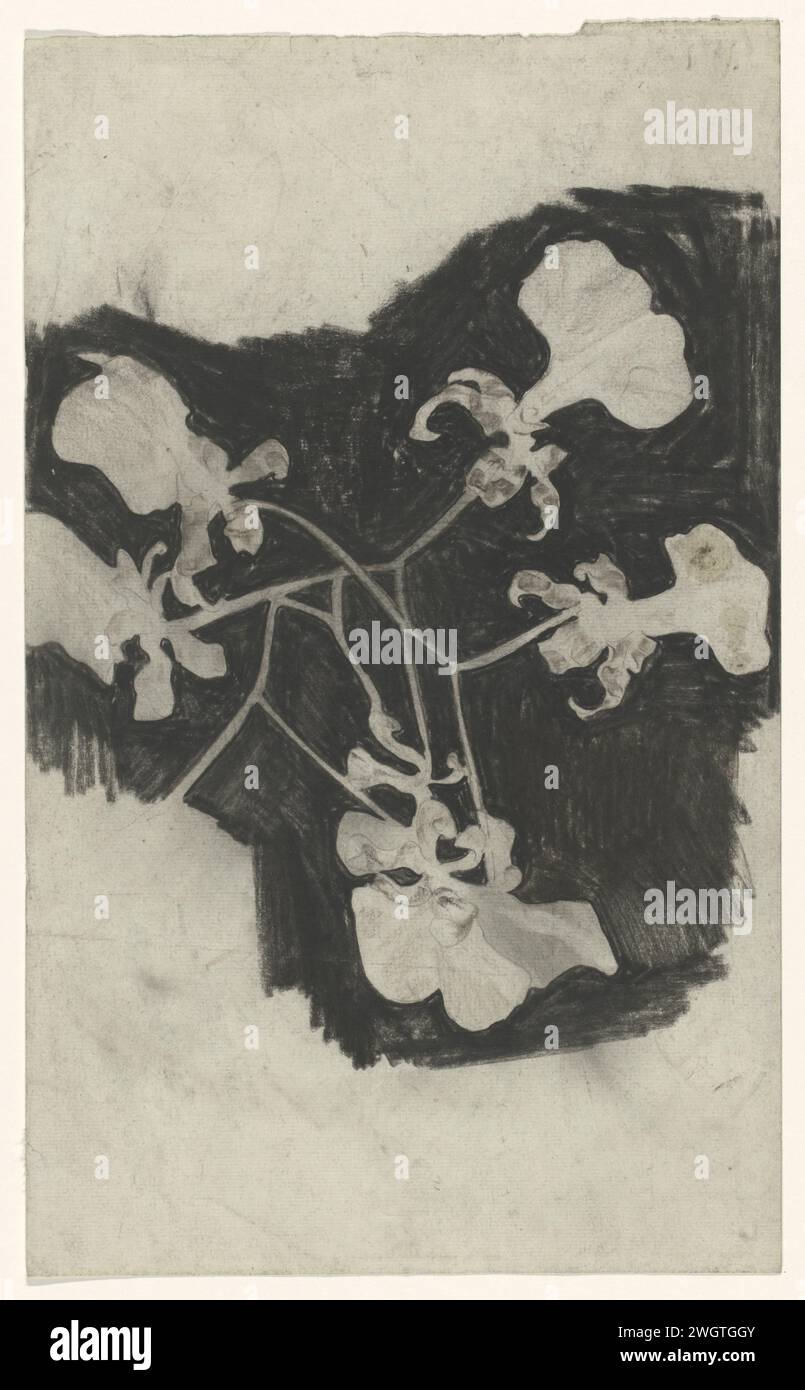 Étude des fleurs, Carel Adolph Lion cachet, 1874 - 1945 papier à dessin. fleurs de crayon : orchidée Banque D'Images