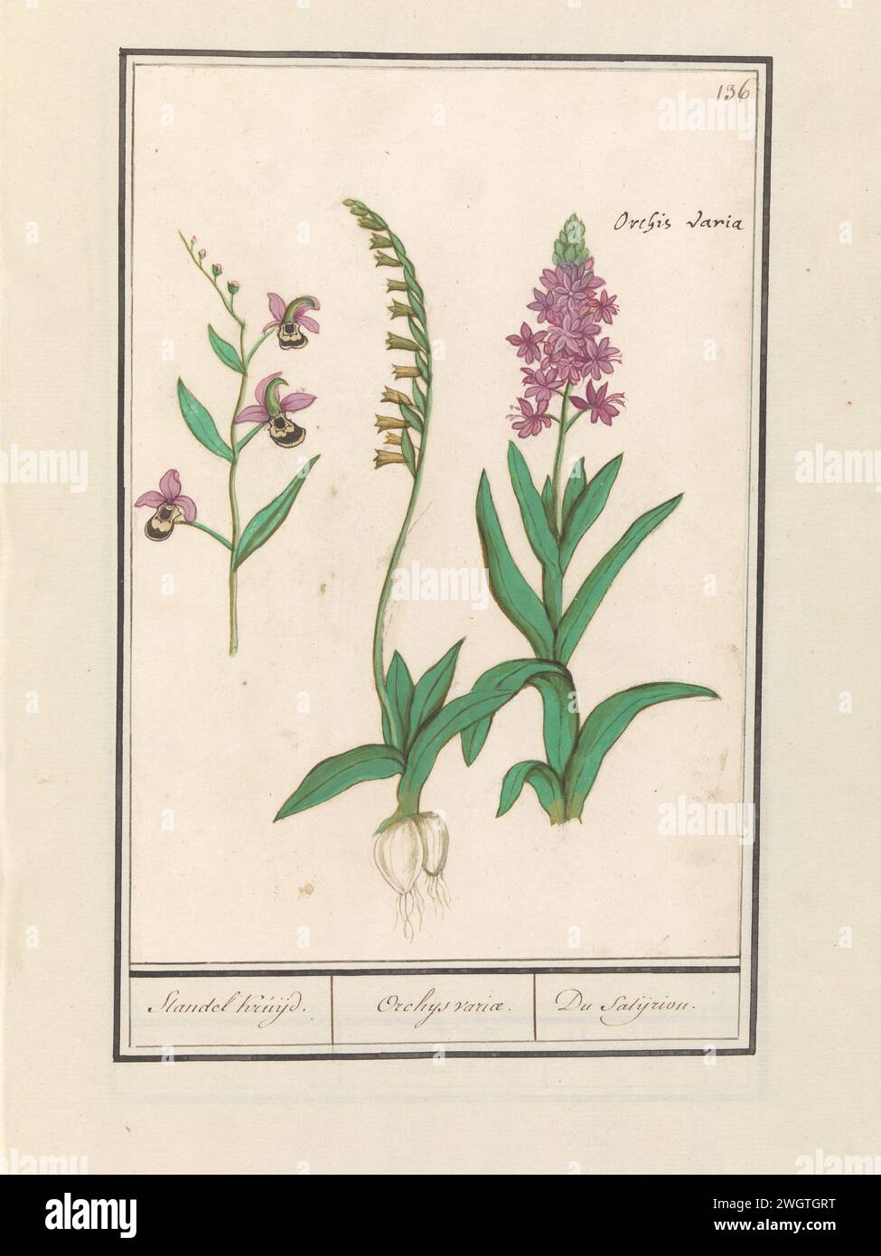 Orchideae (Asteliaceae), Anselm Boote de Boodt, 1596 - 1610 dessin de trois orchidées. Numéroté en haut à droite : 136. En haut à droite, le nom latin. Partie du deuxième album avec des dessins de fleurs et de plantes. Neuvième des douze albums avec des dessins d'animaux, d'oiseaux et de plantes connus vers 1600, réalisé sur commande de l'empereur Rudolf Ier Avec explication en néerlandais, latin et français. Dessinateur : Praagdraughtsman : papier de Delft. aquarelle (peinture). peinture de pont. encre. pinceau à craie / fleurs de stylo : orchidée Banque D'Images
