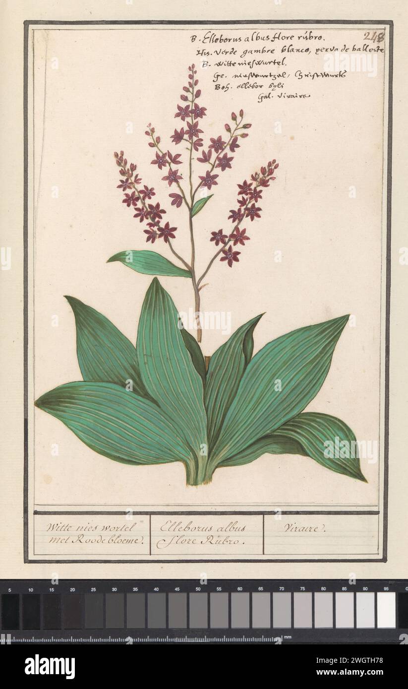 Zwarte Nieswortel (FAUX noir), Boëtius de Boodt, 1596 - 1610 dessin racine éternuée noire, aussi appelée faux noir Helleborus. Numéroté en haut à droite : 248. En haut à droite le nom en six langues. Partie du troisième album avec des dessins de fleurs et de plantes. Dixième de douze albums avec des dessins d'animaux, d'oiseaux et de plantes connus vers 1600, réalisé sur commande de l'empereur Rudolf Ier Avec explication en néerlandais, latin et français. Dessinateur : Praagdraughtsman : papier de Delft. aquarelle (peinture). peinture de pont. craie. brosse à encre / fleurs de stylo : noir faux hellebore Banque D'Images