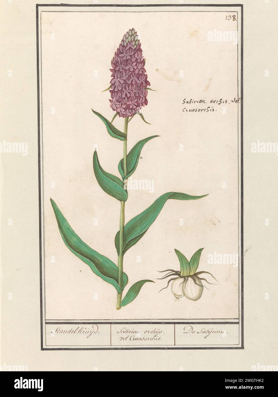 Brede Orchis (Dactylorhiza majalis), Anselme Bootius de Boodt, 1596 - 1610 orchidée de dessin, probablement le Broad orchis. Numéroté en haut à droite : 138. En haut à droite, le nom latin. Partie du deuxième album avec des dessins de fleurs et de plantes. Neuvième des douze albums avec des dessins d'animaux, d'oiseaux et de plantes connus vers 1600, réalisé sur commande de l'empereur Rudolf Ier Avec explication en néerlandais, latin et français. Dessinateur : Praagdraughtsman : papier de Delft. aquarelle (peinture). peinture de pont. encre. pinceau à craie / fleurs de stylo : orchidée Banque D'Images