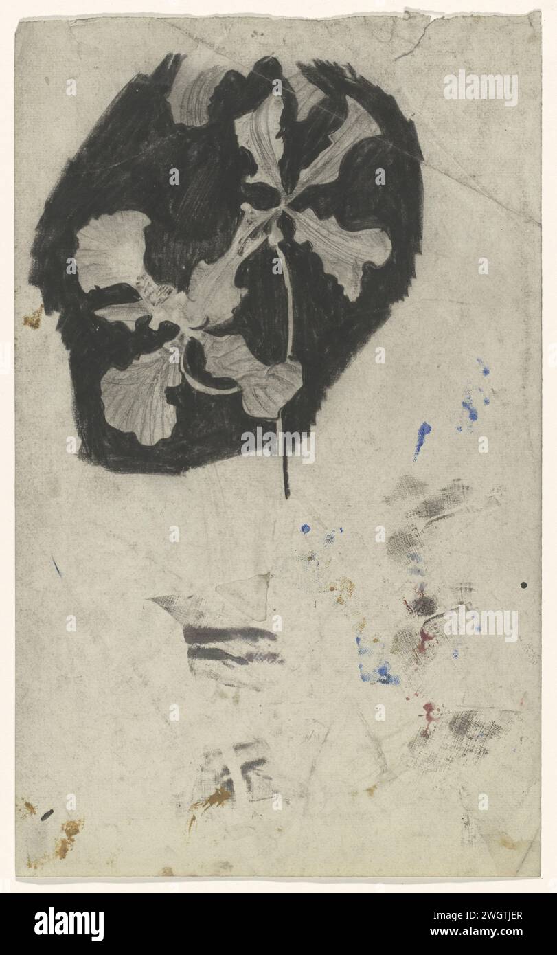 Tak Orchideeën, Carel Adolph Lion cachet, 1874 - 1945 papier à dessin. fleurs : orchidée Banque D'Images