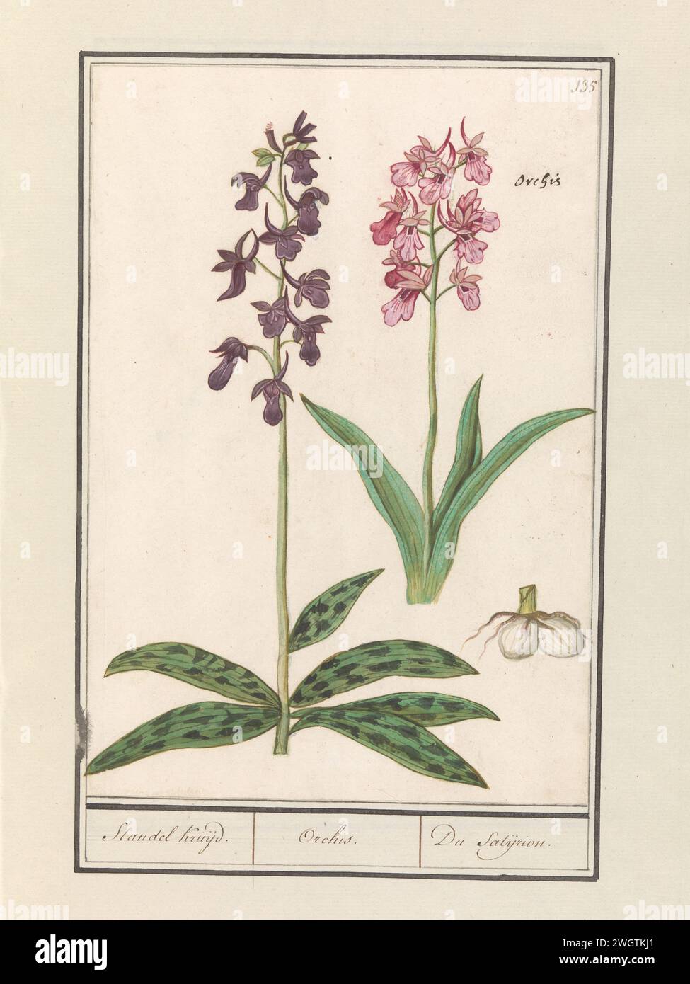 Orchideae (Asteliaceae), Anselm Boote de Boodt, 1596 - 1610 dessin de deux orchidées. Numéroté en haut à droite : 135. En haut à droite, le nom latin. Partie du deuxième album avec des dessins de fleurs et de plantes. Neuvième des douze albums avec des dessins d'animaux, d'oiseaux et de plantes connus vers 1600, réalisé sur commande de l'empereur Rudolf Ier Avec explication en néerlandais, latin et français. Dessinateur : Praagdraughtsman : papier de Delft. aquarelle (peinture). peinture de pont. encre. pinceau à craie / fleurs de stylo : orchidée Banque D'Images
