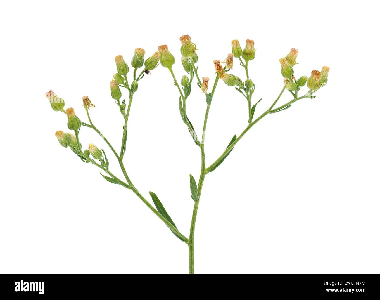 Guernesey fleabane isolé sur fond blanc, Erigeron sumatrensis Banque D'Images