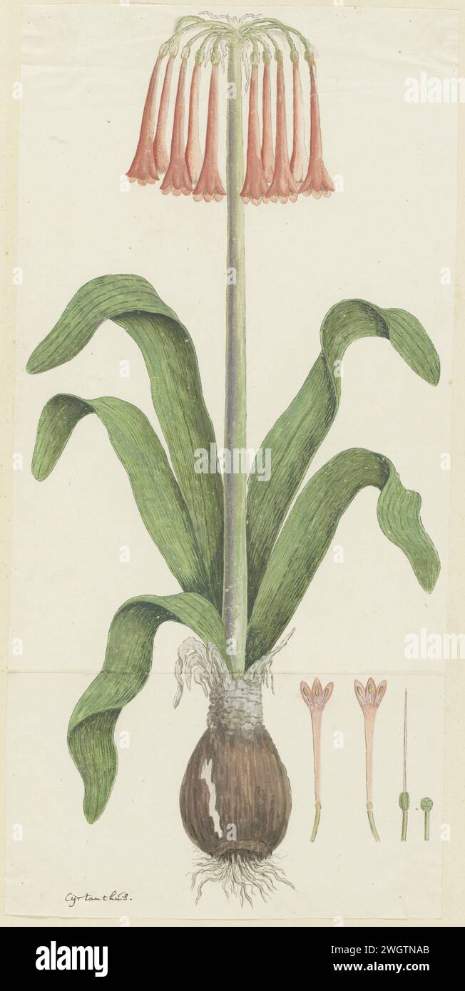 Cyrtanthus carneus Lindl. (Sand-Lily), 1777 - 1786 dessin Cyranthus Carneus Lindl. ; Peut aussi s'écrire Cyrtanthus. papier. peinture de pont. encre. crayon. craie. aquarelle (peinture) stylo / pinceaux plantes ; végétation Banque D'Images