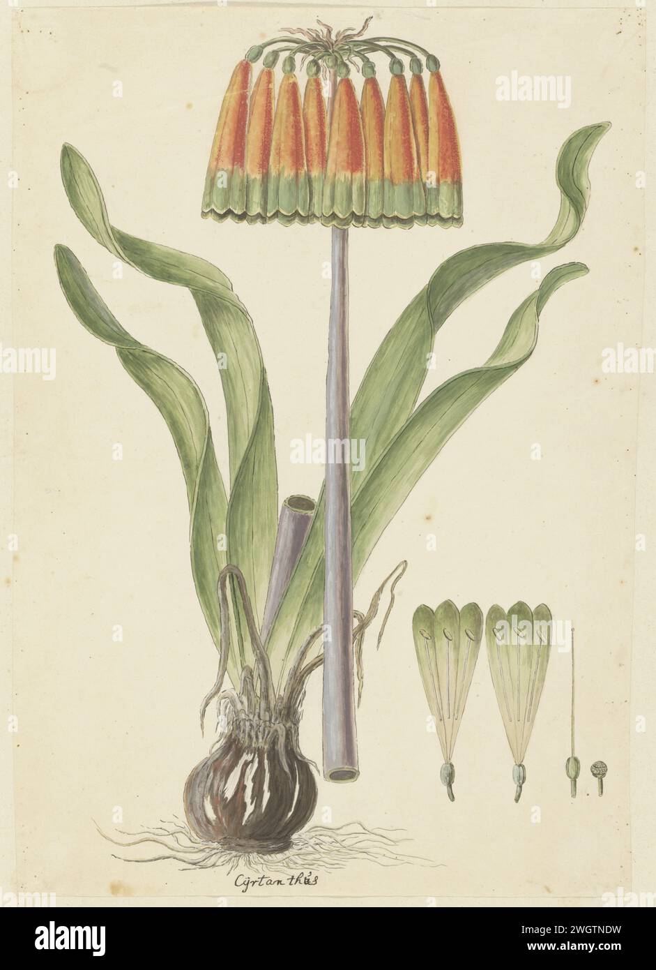 Cyranthus diagonal (L.F.) Alton (Knysna Lily), 1777 - 1786 dessin Cyranthus obluquus (L.F.) Aiton ; peut aussi être orthographié Cyranthus ; Angl : Ifafa Lily (EVK, div. Sources). papier. peinture de pont. encre. crayon. craie. aquarelle (peinture) stylo / pinceaux plantes ; végétation Banque D'Images