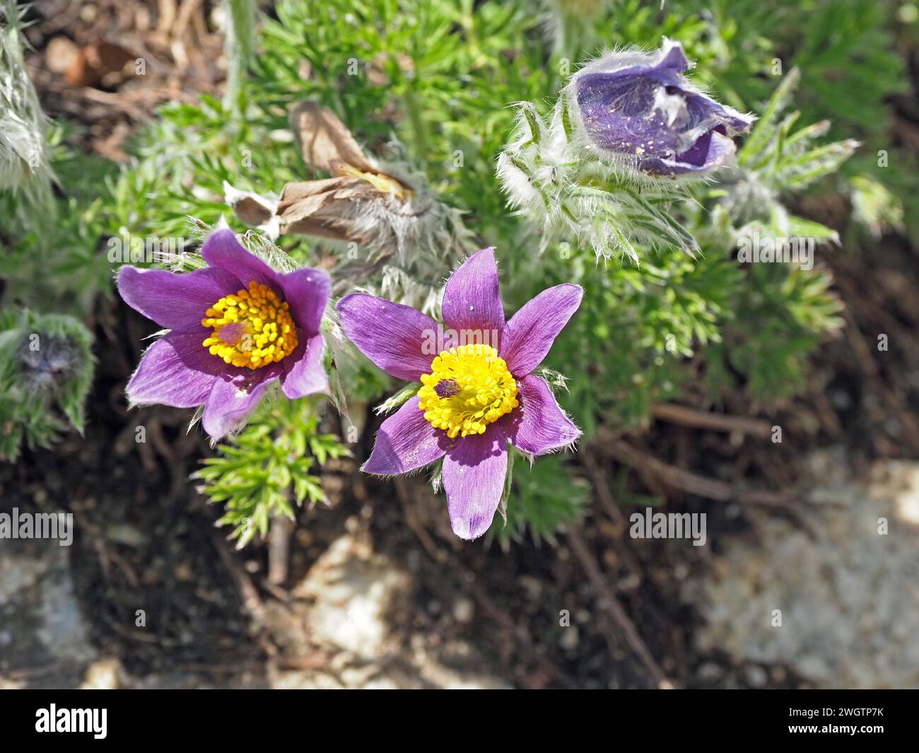 Sépales violets vifs de la fleur de Pasque (Pulsatilla vulgaris) avec des anthères jaunes - sans pétales - poussant dans les Alpes italiennes, en Europe Banque D'Images