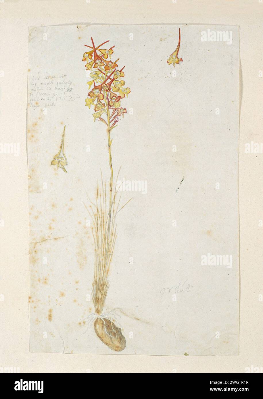 DISA Porrecta Swartz, 1777 - 1786 dessin DISA Porrecta SW.(Artz.) ; een Orchideënsoott. papier. crayon. craie. aquarelle (peinture) plantes de pinceau ; végétation Banque D'Images
