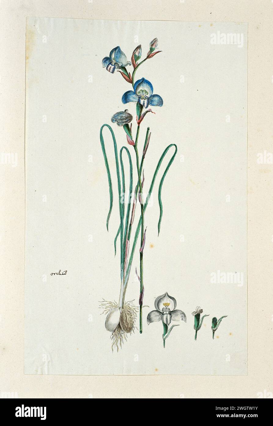 DISA graminiflolia Ker Gawl. Ex Spreng. (Blue disa), 1777 - 1786 dessin Disa Graminifloia Ker soupe. Ex Spreng. papier. encre. crayon. craie. aquarelle (peinture) stylo / pinceaux plantes ; végétation Banque D'Images