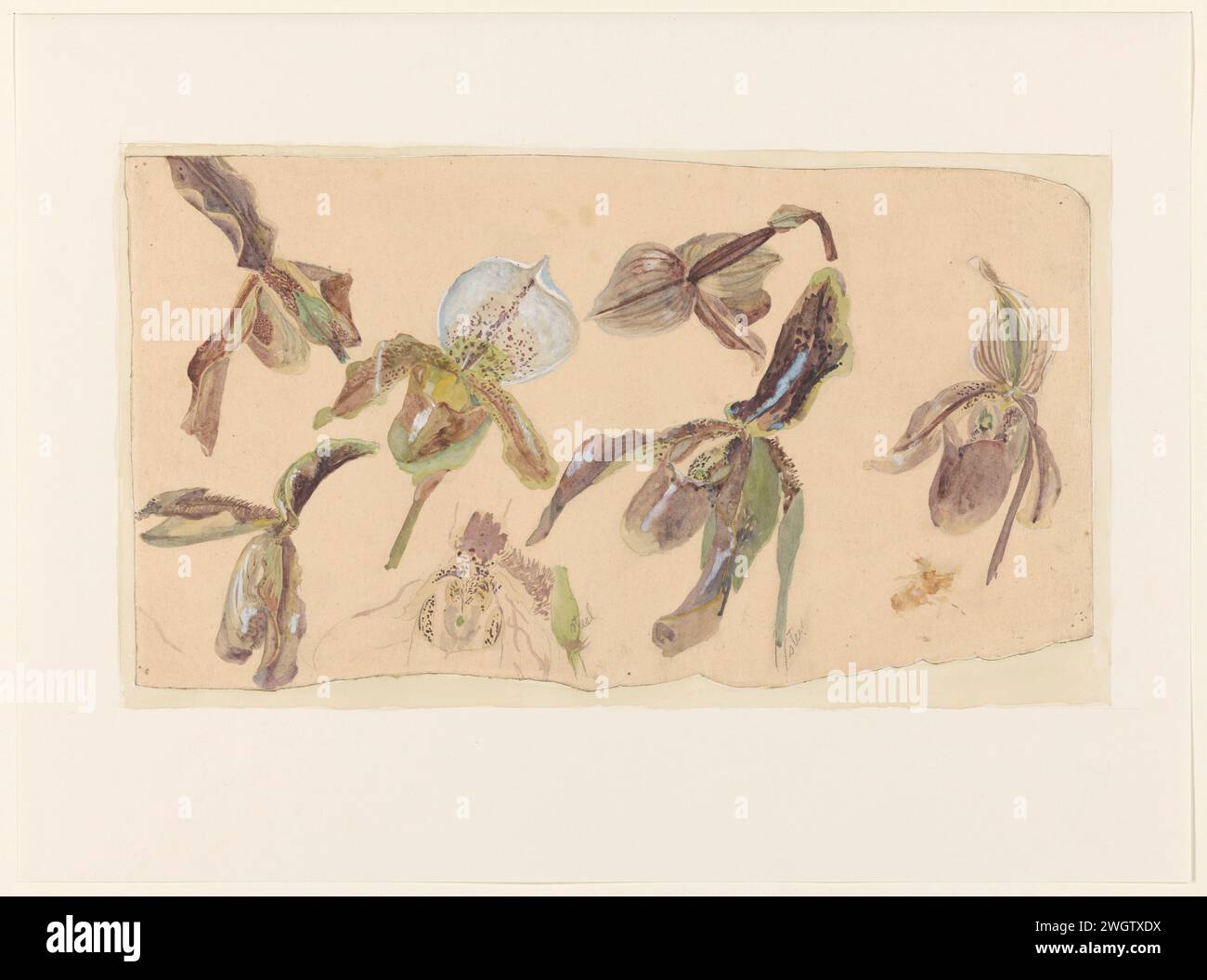 Sept études de Orchideeën, Willem van Konijnenburg, 1878 - 1943 papier à dessin. crayon. aquarelle (peinture) fleurs de pinceau : orchidée Banque D'Images