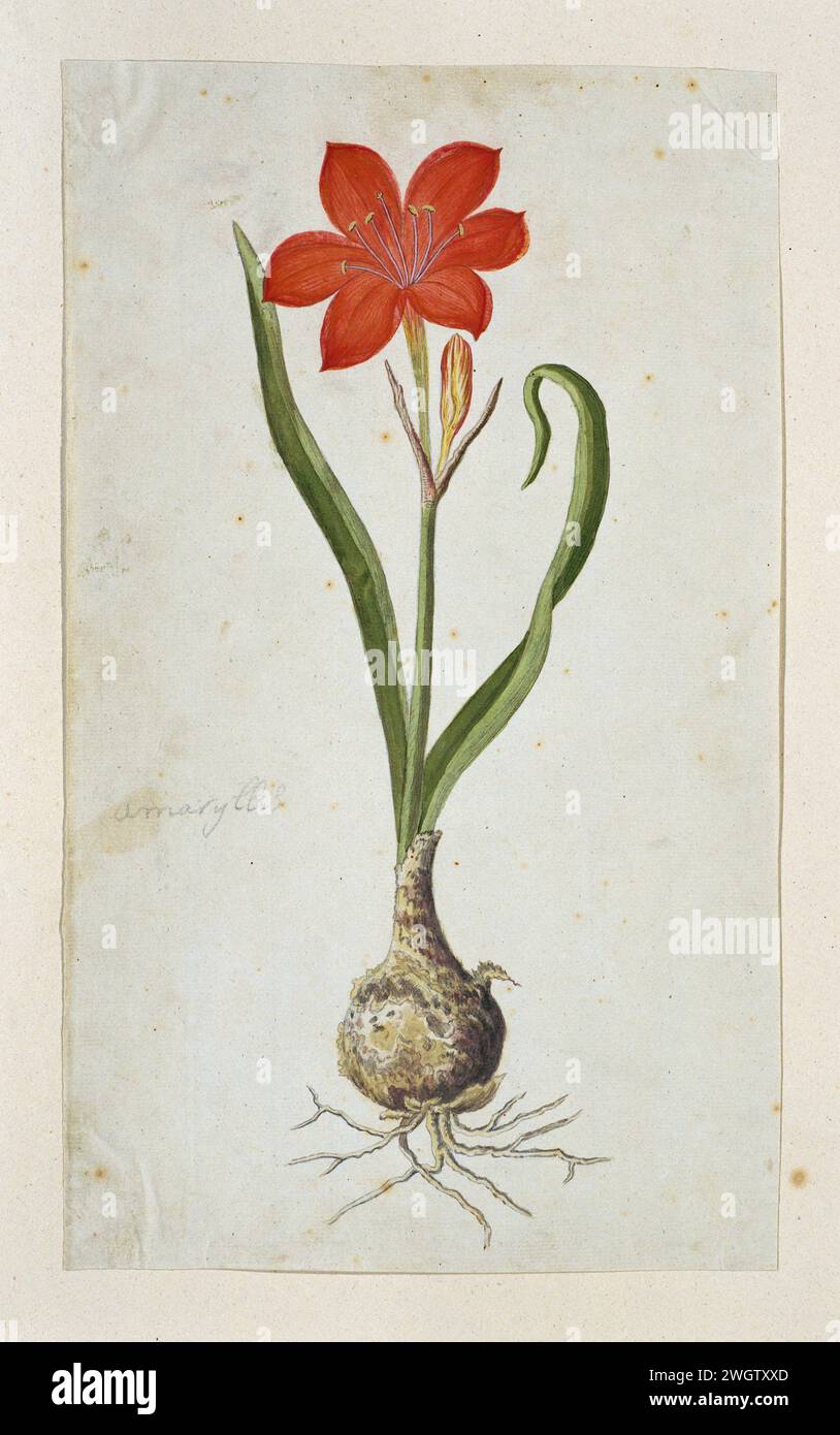 Cyrtanthus soulevé (Jacq.) Traub (VALOTTA fleuri ; Lily de feu ; George Lily), 1777 - 1786 dessin Cyrtanthus Elatus (Jacq.) Traub. ; L'orthographe peut également se produire comme : Cyranthus ; Eng : (rose) floraison Valotta. papier. crayon. craie. aquarelle (peinture) plantes de pinceau ; végétation Banque D'Images