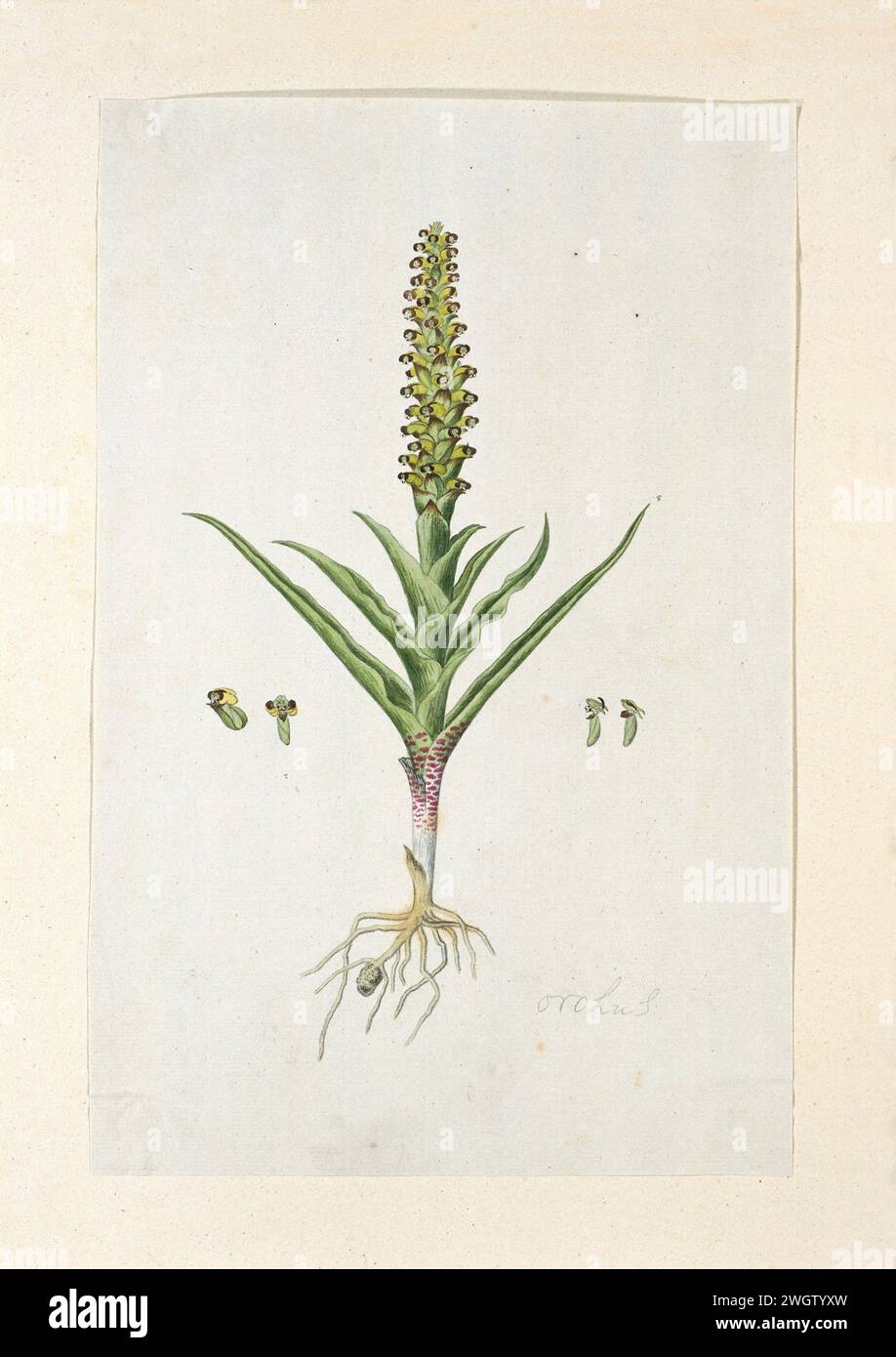 Corycium orobanchoides (L.f.) Swartz, 1777 - 1786 dessin Corycium Orobanchoides (L.F.) SW.(Artz.) ; een Orchideënsoott. papier. crayon. craie. aquarelle (peinture) plantes de pinceau ; végétation Banque D'Images