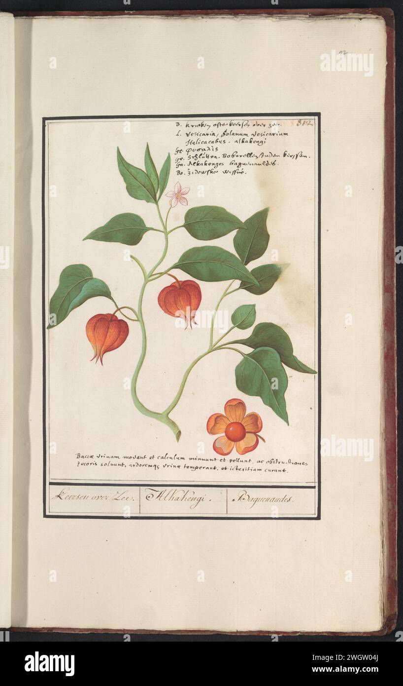 Goudbes (Physalis peruviana), Anselm Bootius de Boodt, 1596 - 1610 dessin de baies d'or, ou groseille du Cap. Numéroté en haut à droite : 312. En haut à droite du nom en six langues, en bas une inscription de deux lignes en latin. Partie du quatrième album avec des dessins de fleurs et de champignons. Onzième de douze albums avec des dessins d'animaux, d'oiseaux et de plantes connus vers 1600, commandé par l'empereur Rudolf Ier Avec explication en néerlandais, latin et français. Dessinateur : Praagdraughtsman : papier de Delft. aquarelle (peinture). peinture de pont. craie. pinceau à encre / fleurs de stylo : physalis Banque D'Images