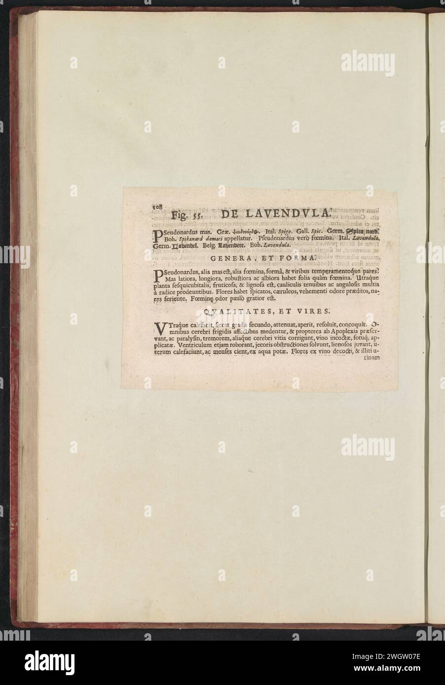 Fig. 55 'de Lavendvla' dans l'Herbier Boodts de 1640, Anselmus Boëtius de Boodt, 1640 feuille de texte Beschrijving bij Fig. 55 op p. 108 dans : Anselm Boë de Boot I.C. Brugensis & Rodolphi 2. IMP. Roman. Médecins des chambres de fleurs, d'herbes et de fruits de sélecteur icônes, et la force des plus inconnus. Onderdeel van het album met Bladen en platen Shipped de Boodts Herbarium van 1640. Het twaalfde van twaalf albums met Aquarellen van dieren, vogels en planten bekend rond 1600, gemaakt in Opdracht van Keizer Rudolf 2. Papier usagé. impression typographique à encre Banque D'Images