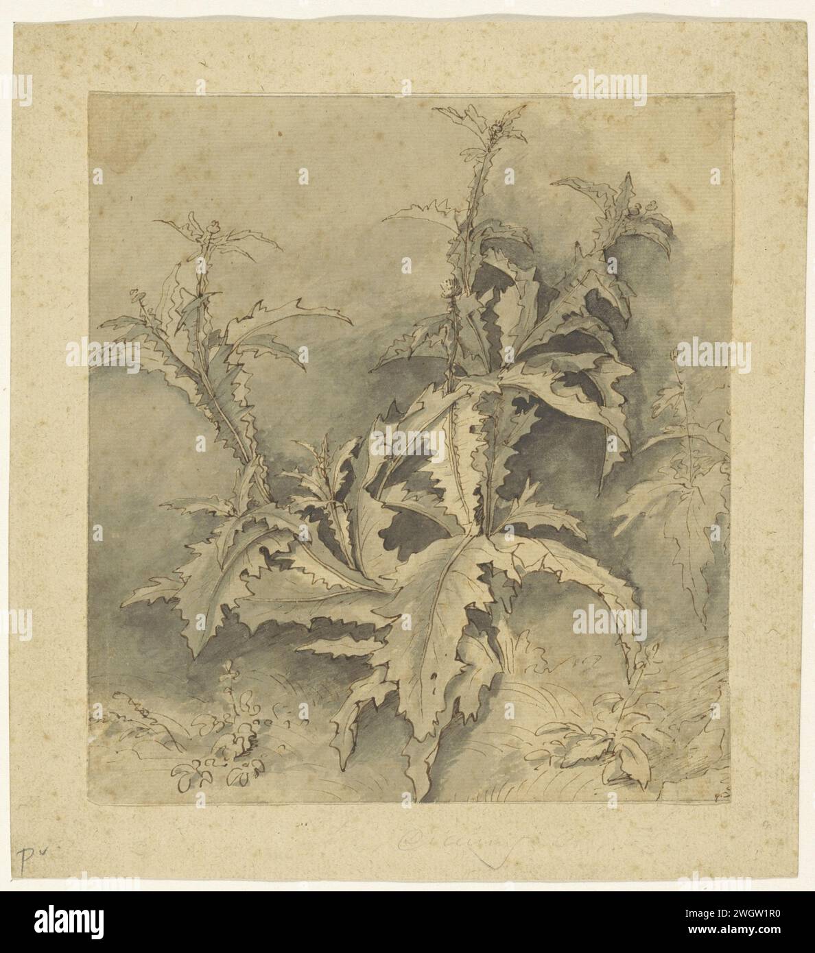 Etude d'une plante de chardon et de plus petites cultures, G. Hamilton (possible), 1675 - 1700 papier à dessin. stylo à encre / brosse plantes et herbes : thistle Banque D'Images