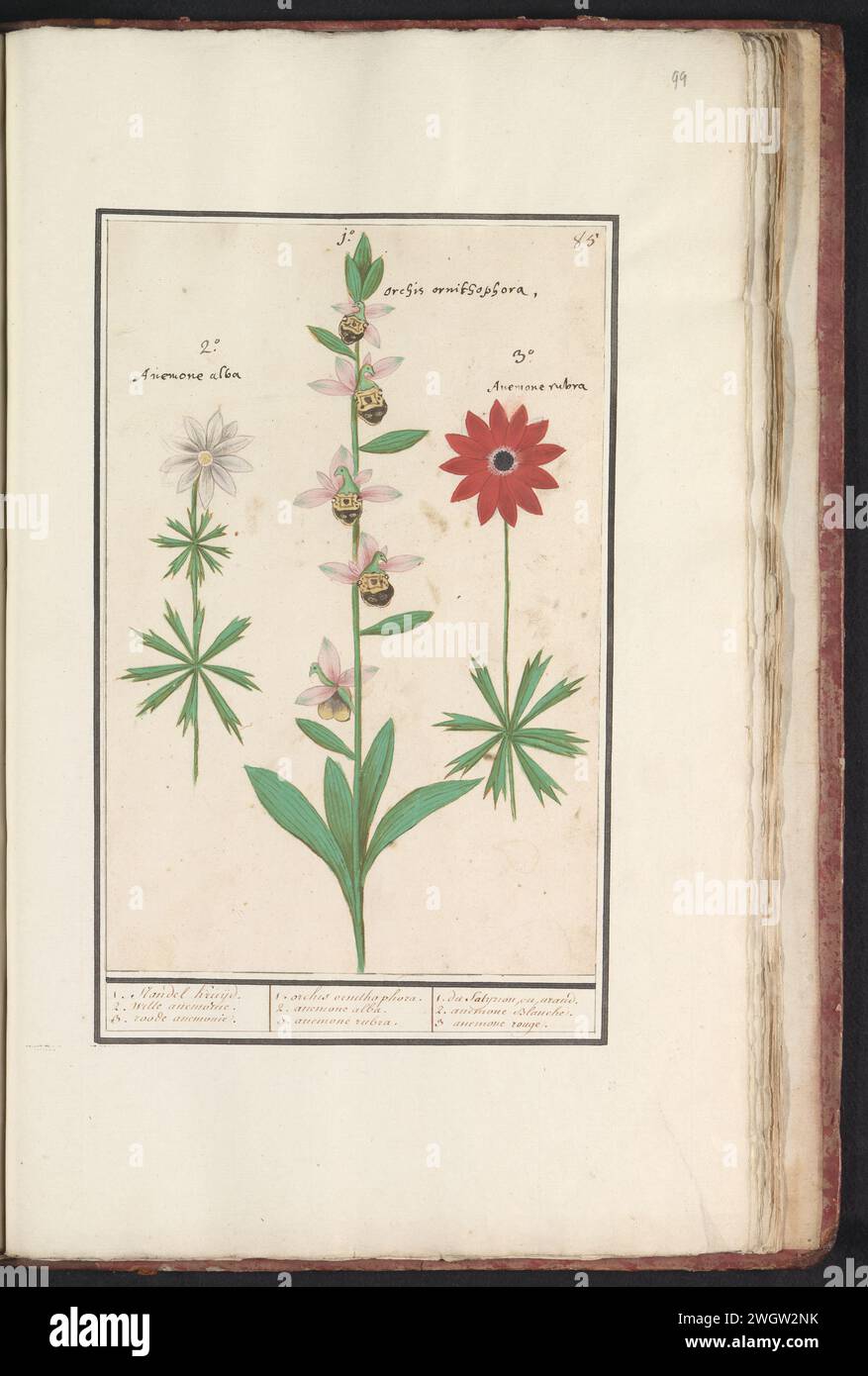 Orchidée de Bumblebee rire (Ophrys bombyliflora) et anémonen (anémonie) , orchidée de Bumblebee rire (Ophrys bombyliflora), Anselmus Boëtius de Boodt, 1596 - 1610 dessin de prairie -hommelophrys et une anémonie blanche et rouge. Numéroté en haut à droite : 85. Avec les noms latins. Partie du premier album avec des dessins de fleurs et de plantes. Huitième de douze albums avec des dessins d'animaux, d'oiseaux et de plantes connus vers 1600, réalisé pour le compte de l'empereur Rudolf Ier Avec explication en néerlandais, latin et français. Dessinateur : Praagdraughtsman : papier de Delft. aquarelle (peinture). peinture de pont. craie. brosse à encre / stylo Banque D'Images