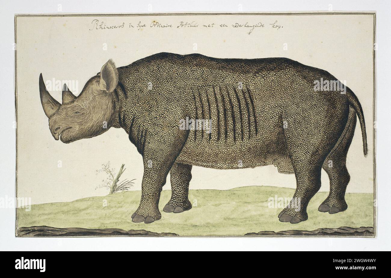 Diceros bicornis (rhinocéros noir) dans ou après 1778 papier à dessin. encre. aquarelle (peinture). crayon. brosse à craie / brosse / stylo animaux à sabots : rhinocéros Banque D'Images