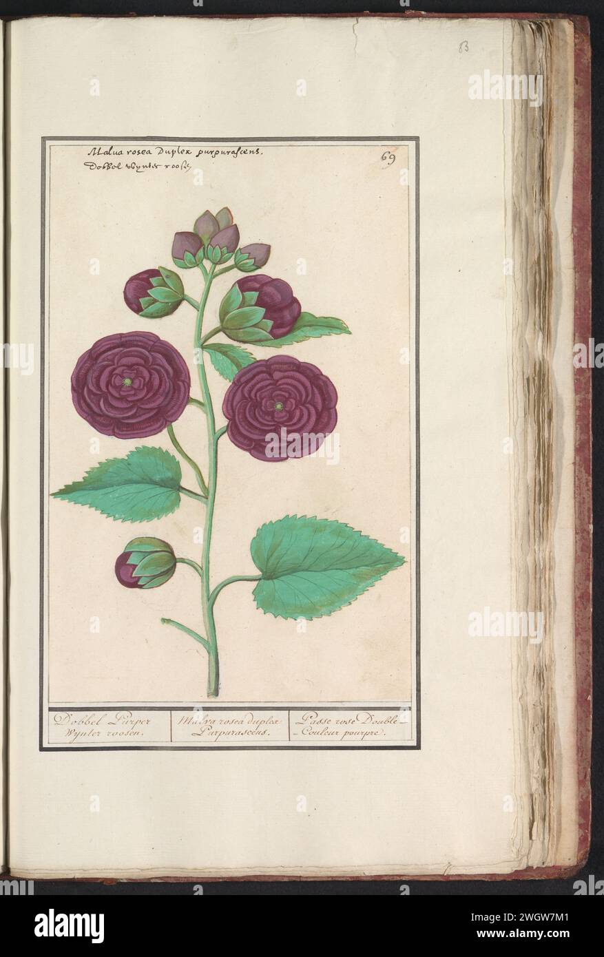 Stokroos (Alcea Rosea), Anselmus Boëtius de Boodt, 1596 - 1610 dessin Stokroos, fleurs doubles violettes. Numéroté en haut à droite : 69. En haut du nom latin et néerlandais. Partie du premier album avec des dessins de fleurs et de plantes. Huitième de douze albums avec des dessins d'animaux, d'oiseaux et de plantes connus vers 1600, réalisé pour le compte de l'empereur Rudolf Ier Avec explication en néerlandais, latin et français. Dessinateur : Praagdraughtsman : papier de Delft. aquarelle (peinture). peinture de pont. craie. pinceau à encre / fleurs de stylo : hollyhock Banque D'Images