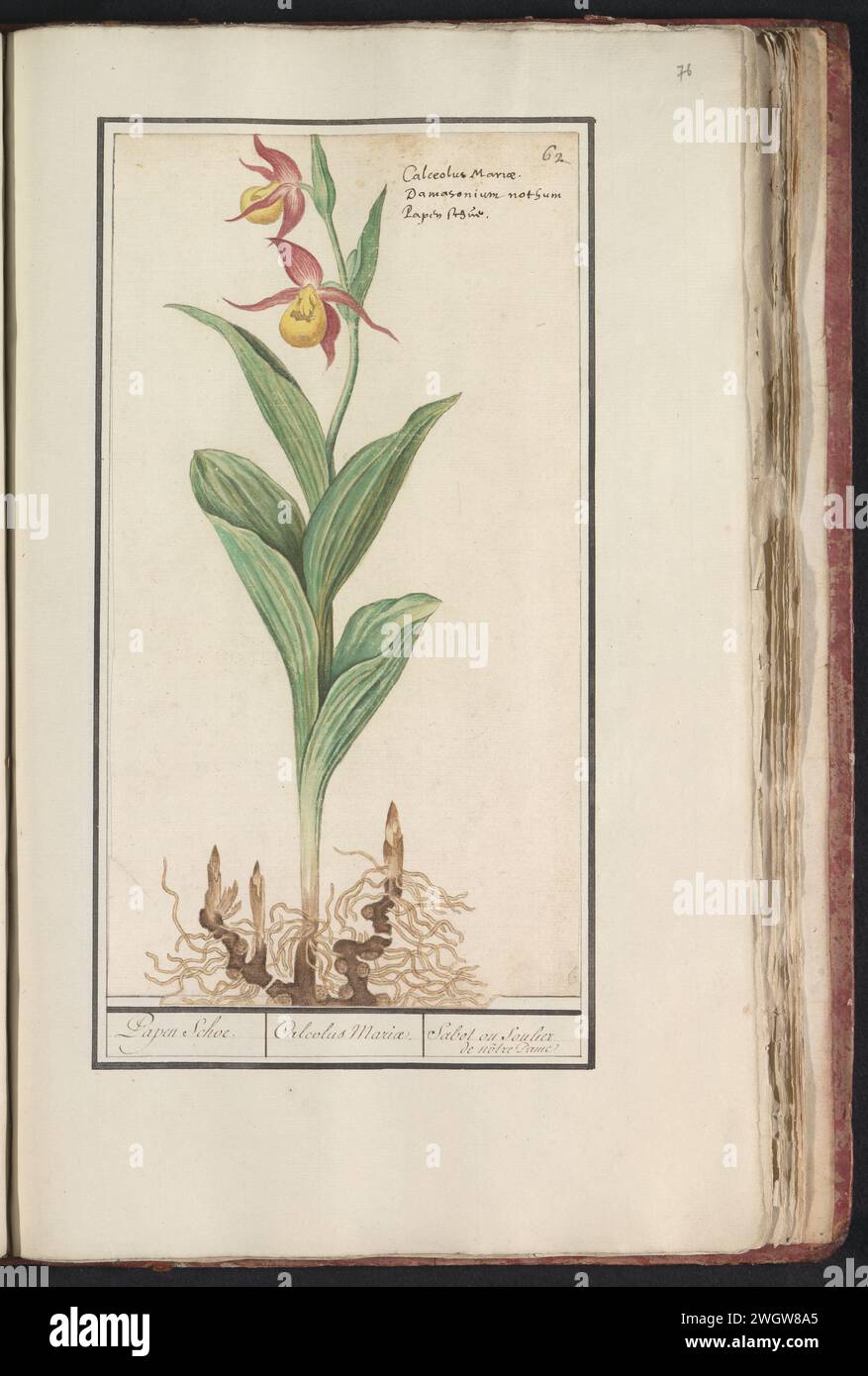 Chaussure femme (Cypripedium Calceolus), Anselmus Boëtius de Boodt, 1596 - 1610 dessin chaussure femme Orchid ou chaussure vénus. Numéroté en haut à droite : 62. Ici aussi le nom en trois langues. Partie du premier album avec des dessins de fleurs et de plantes. Huitième de douze albums avec des dessins d'animaux, d'oiseaux et de plantes connus vers 1600, réalisé pour le compte de l'empereur Rudolf Ier Avec explication en néerlandais, latin et français. Dessinateur : Praagdraughtsman : papier de Delft. aquarelle (peinture). peinture de pont. craie. pinceau à encre / fleurs de stylo : orchidée. fleurs : orchidée de pantoufle de dame Banque D'Images