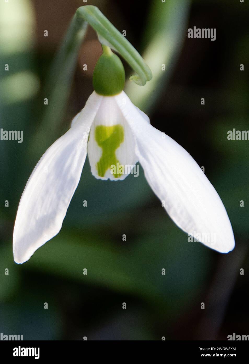 Galanthus elwesii Banque D'Images