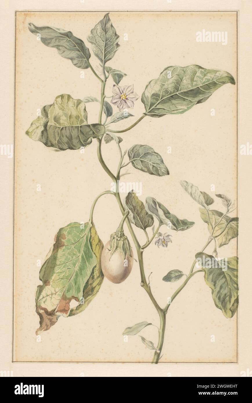 Usine d'aubergines, Jan Jansz. Van der Vinne, 1744 - 1805 dessin papier néerlandais. aquarelle (peinture). plantes et herbes au pinceau à crayon : plante d'oeuf Banque D'Images
