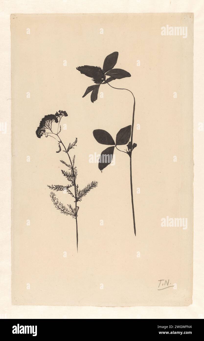 Klaver et une autre plante, Theo Nieuwenhuis, 1876 - 1951 dessin papier brosse plantes et herbes : trèfle Banque D'Images