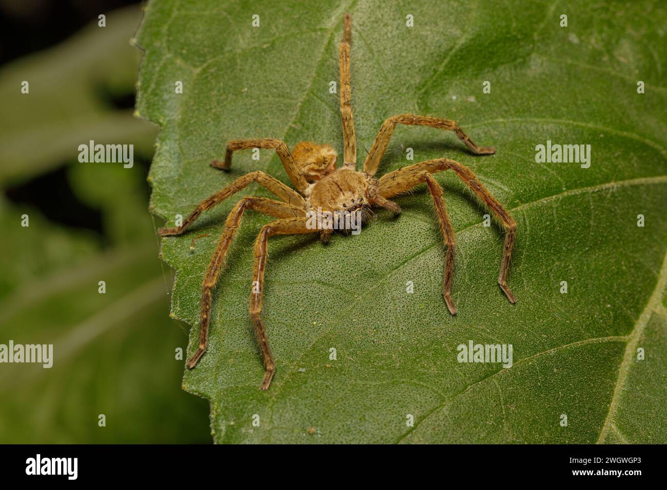 Araignée de pêche (Ctenidae Ancylometes sp) sur une feuille. Banque D'Images