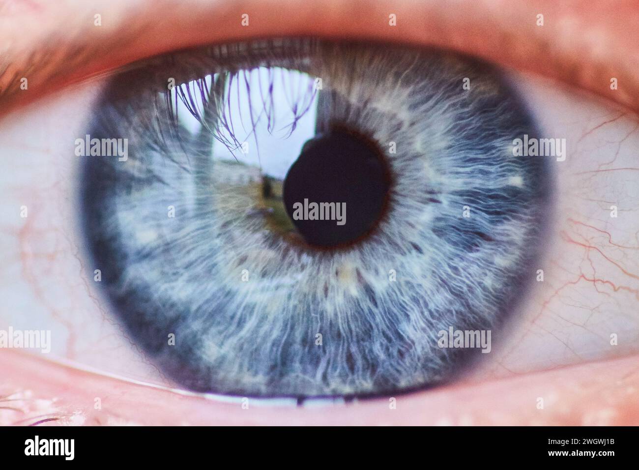 Bleu et gris Iris Macro avec cils et vaisseaux sanguins Banque D'Images