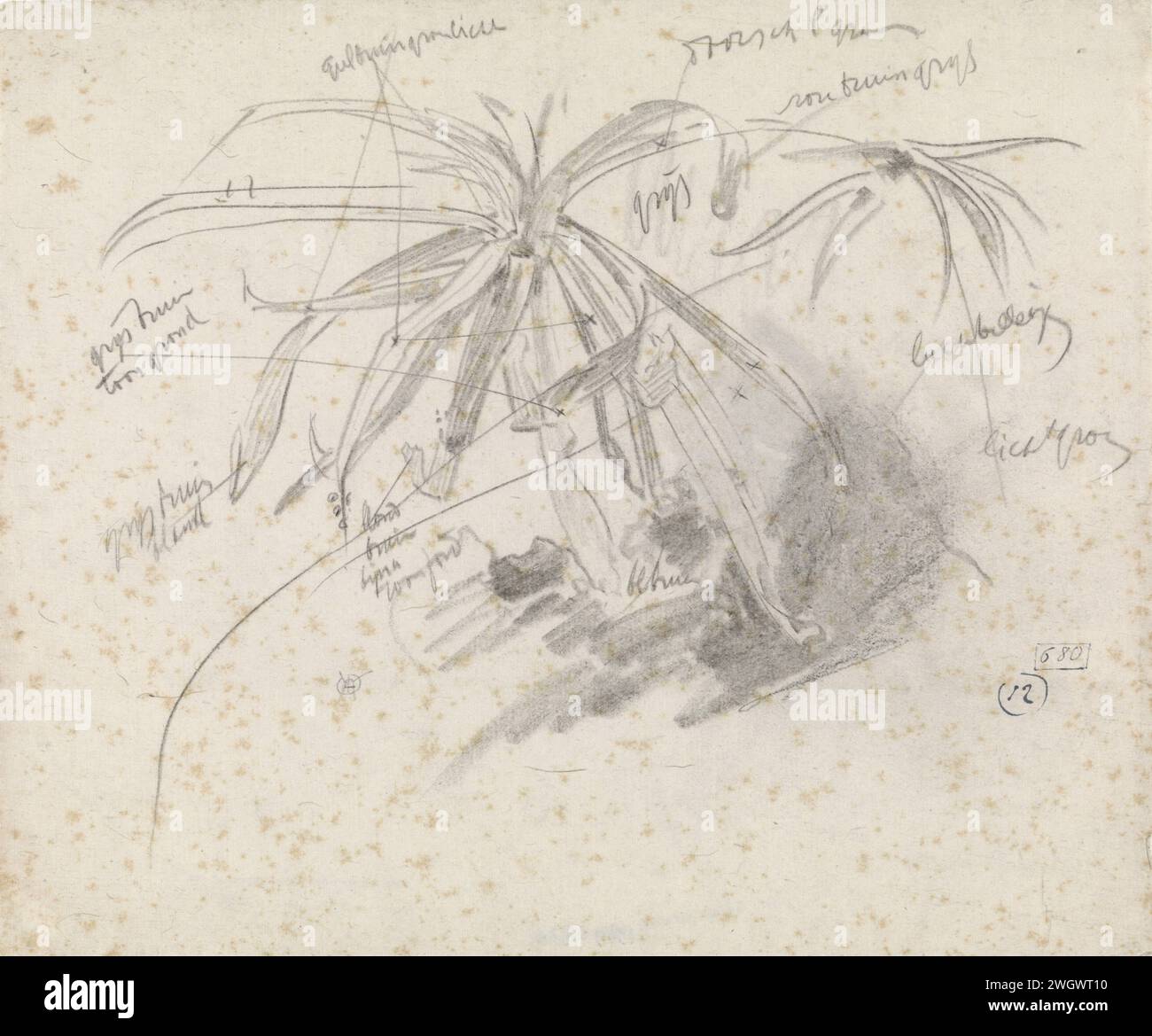 Usine d'eau, avec des notes de couleur, Gerrit Willem Dijsselhof, 1876 - 1924 papier à dessin. plantes et herbes de craie. aquarium Banque D'Images