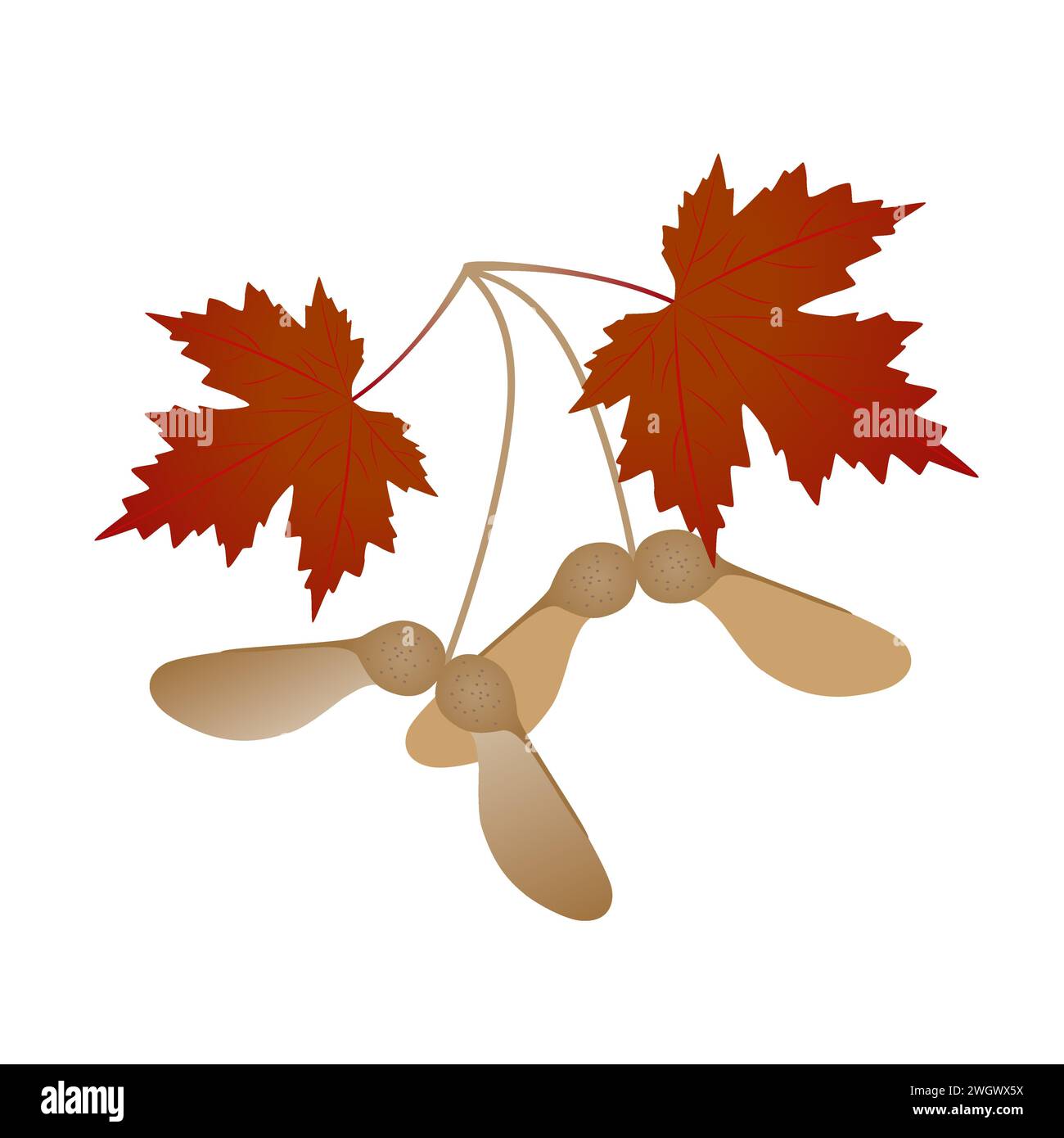 Fruits d'érable avec des feuilles isolées sur fond blanc. Illustration de Vecteur