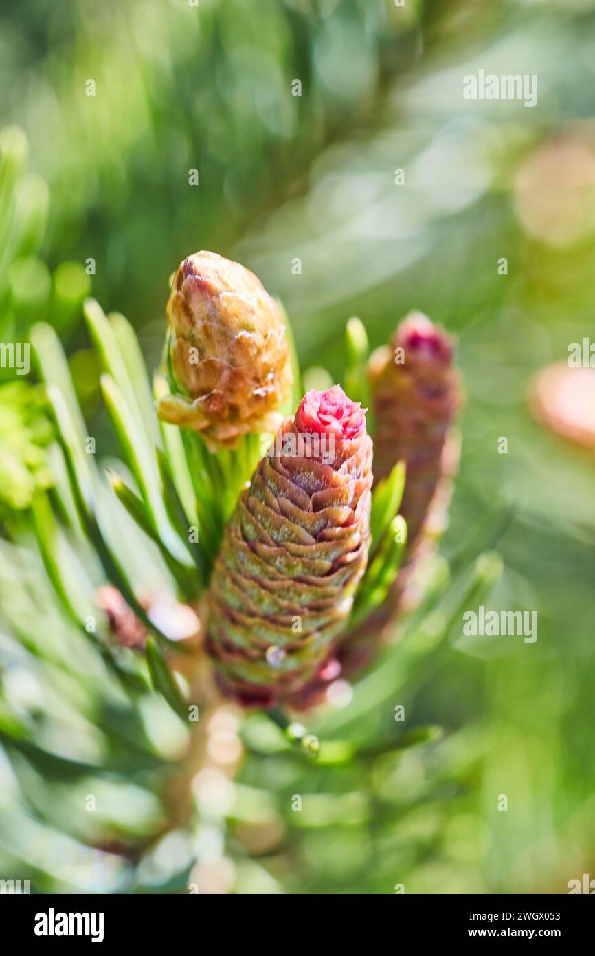 Cône de pin de stade précoce avec rosée sur les aiguilles, vue macro Banque D'Images