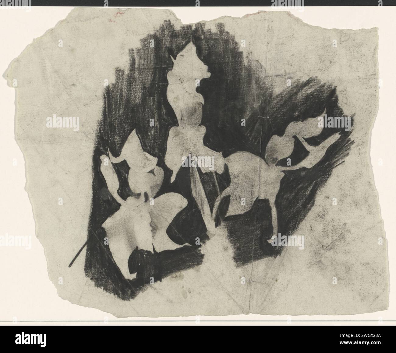 Tak Orchideeën, Carel Adolph Lion cachet, c. 1874 - c. 1945 papier à dessin. fleurs : orchidée Banque D'Images