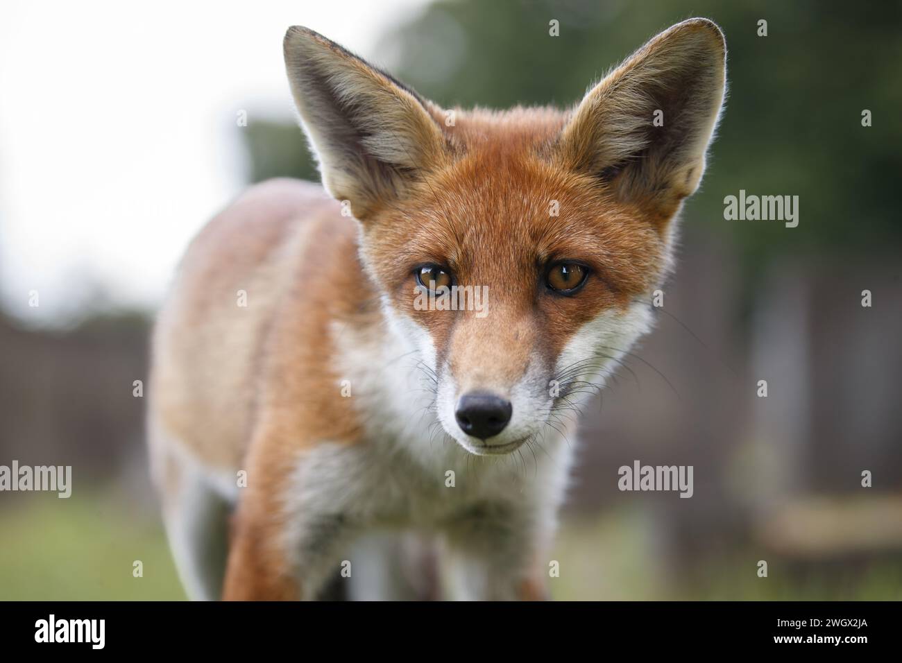 Beautiful red fox Banque D'Images