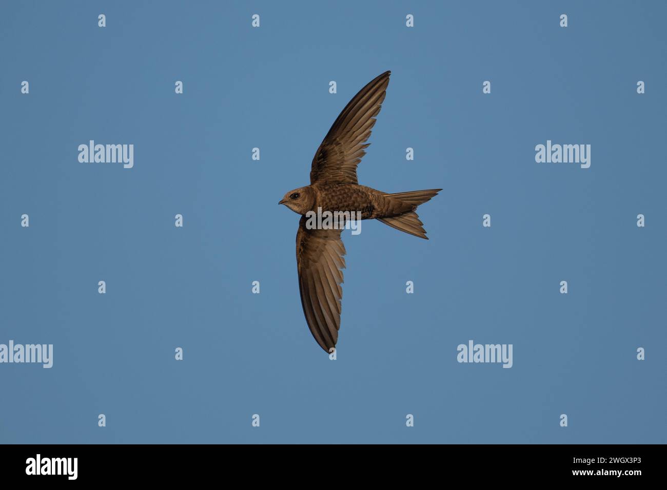 Pallid Swift (Apus pallidus) volant contre un ciel bleu à Llançà, Catalogne, Espagne, juillet 2023 Banque D'Images