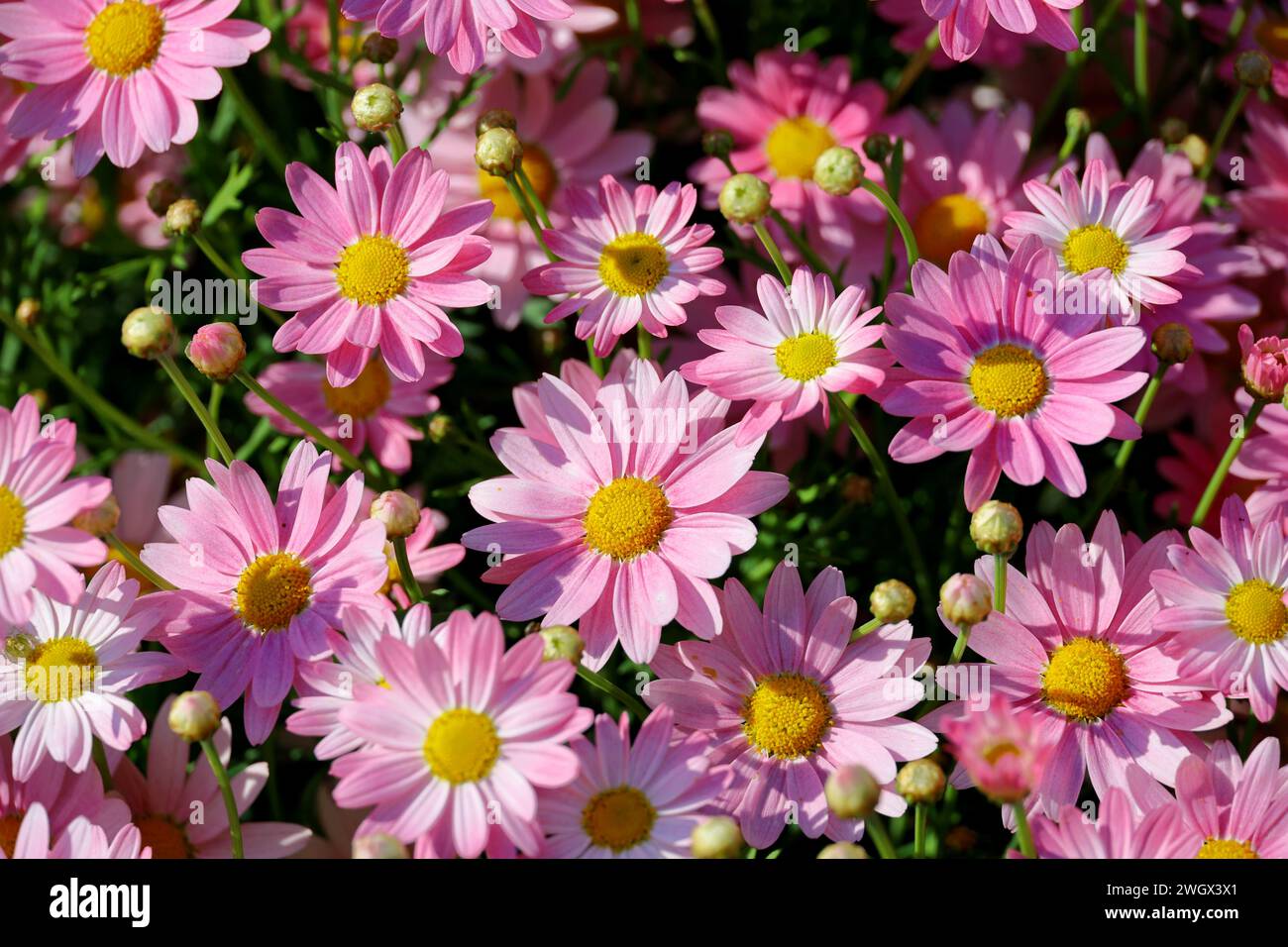 Une photo de fond en gros plan d'un lit de fleurs d'étoile de printemps Banque D'Images