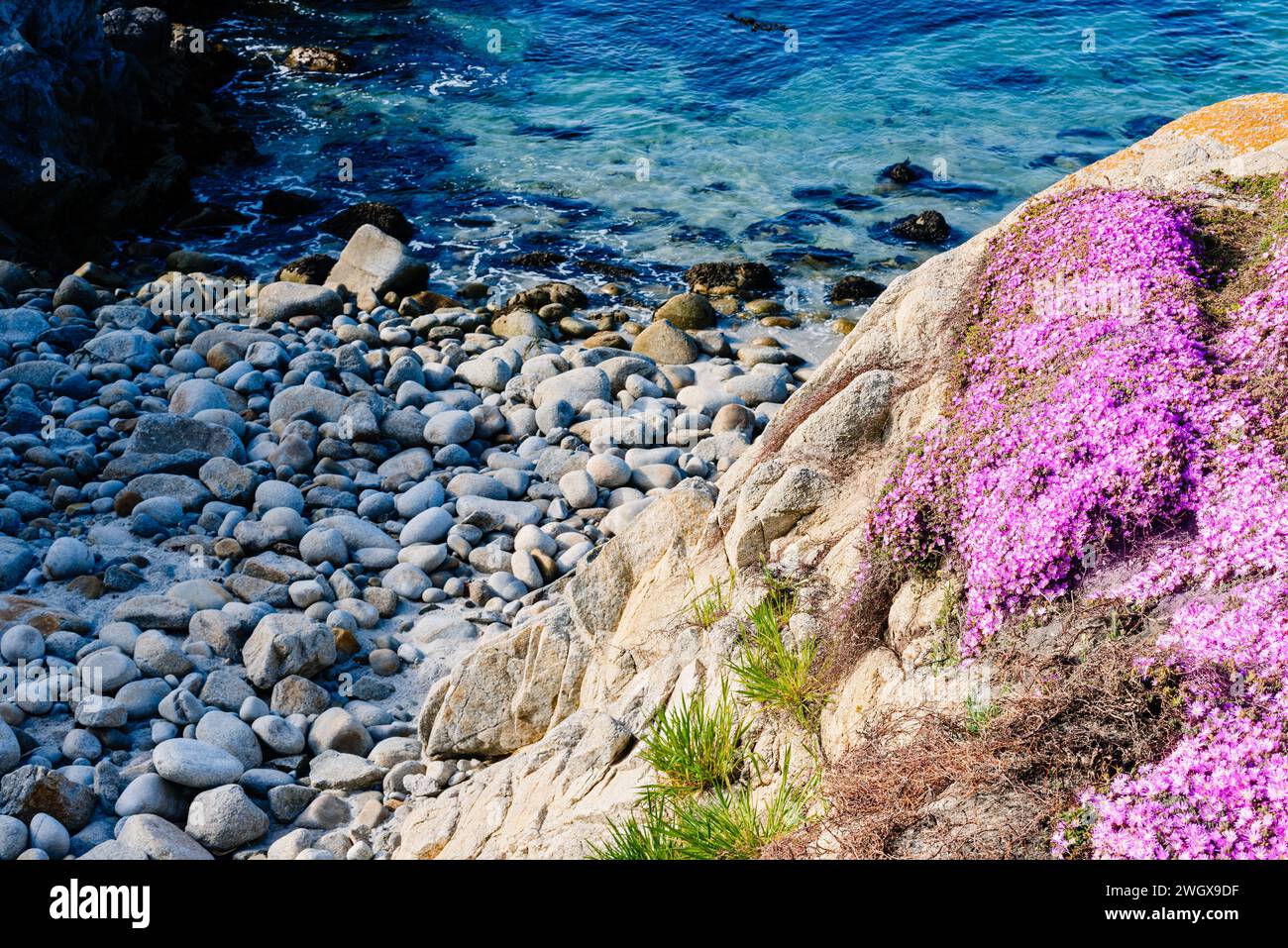 Fleurs violettes surplombant de grandes roches lisses sur le rivage Banque D'Images