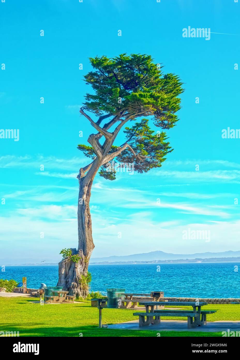 Lone Tall Tree Banque D'Images