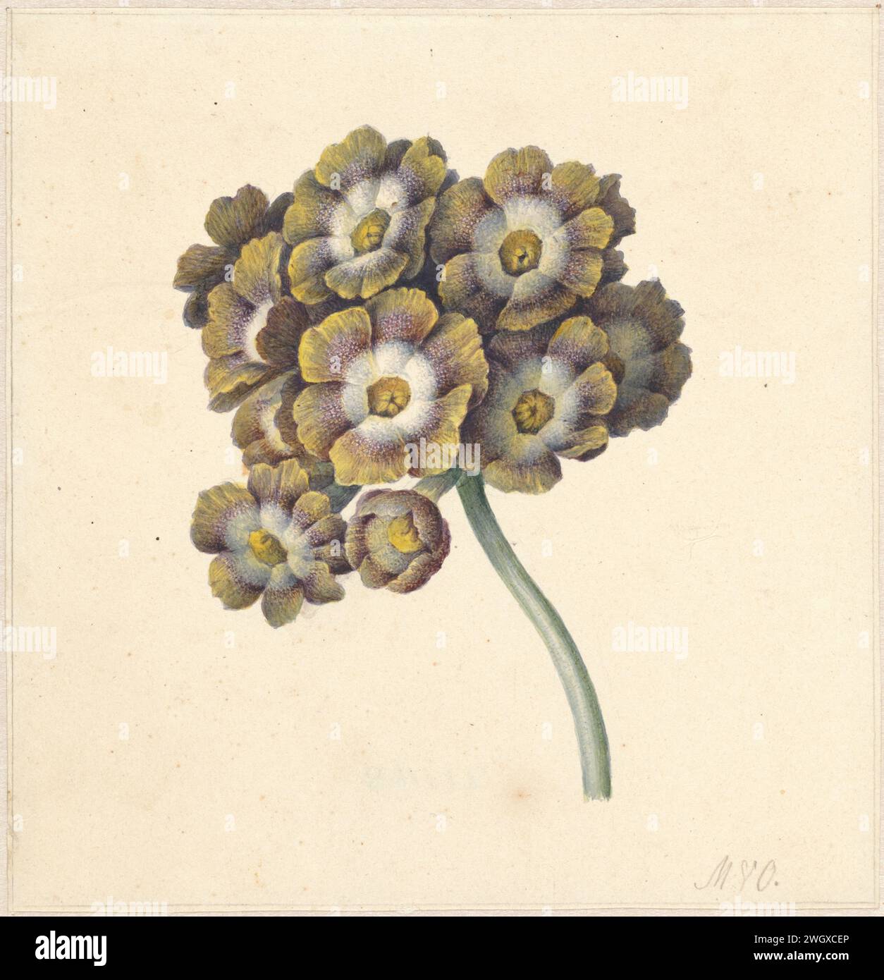 Étude des fleurs, Maria Margaretha van OS, 1790 - 1862 papier à dessin. fleurs de pinceau d'aquarelle (peinture) Banque D'Images