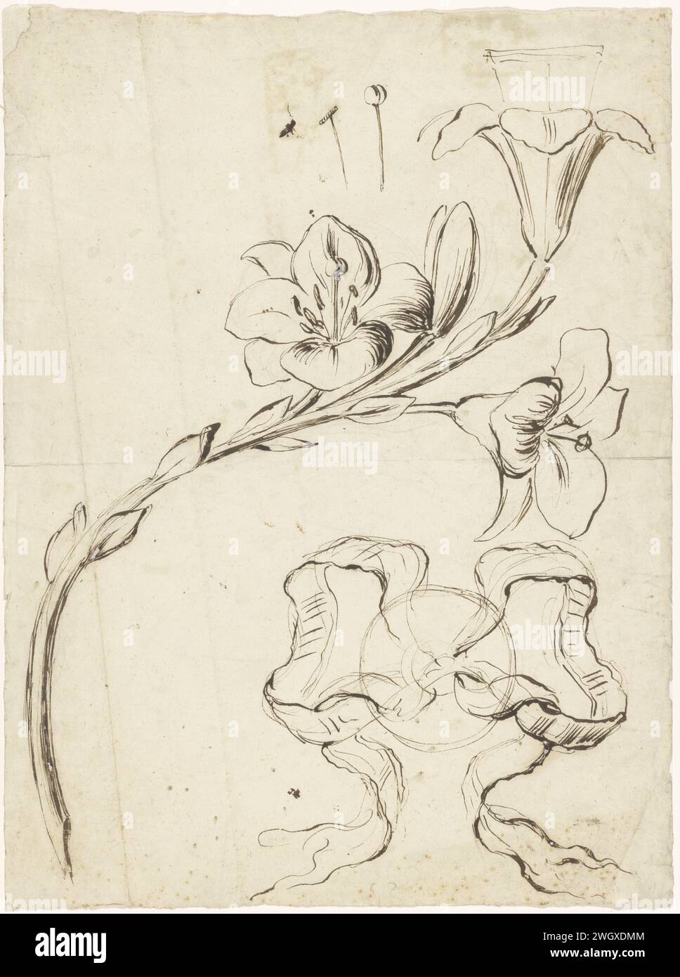 Conception pour le bras d'un bras mural, c. 1775 - c. 1790 conception pour le bras d'un bras mural sous la forme d'une branche avec trois lis, une plaque arrière (?) Avec un arc et quelques clous ou épingles. Journal de Rome. applique de stylo graphite (minéral), applique murale Banque D'Images