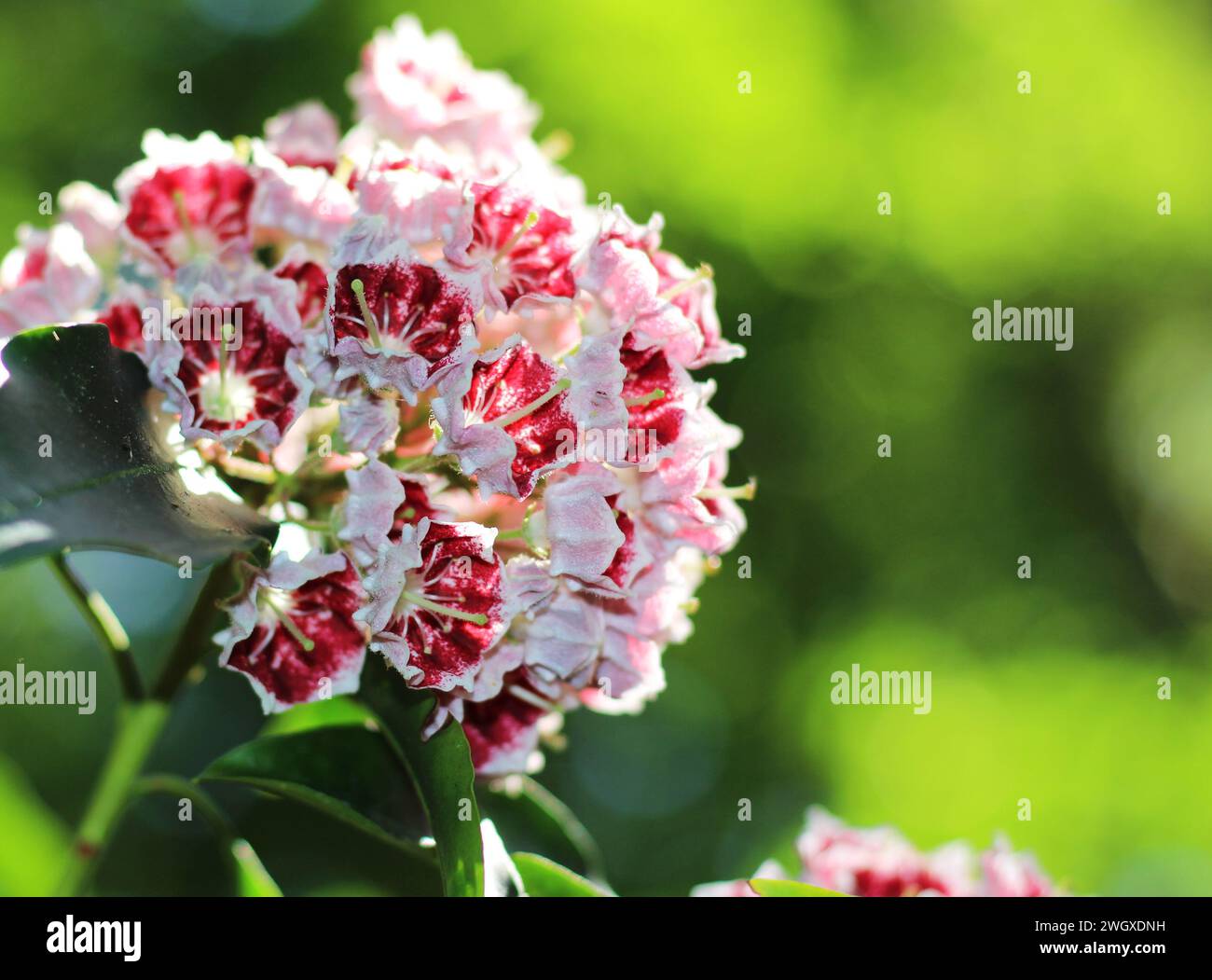 Rhododendrons à Lea Gardens, Derbyshire Banque D'Images