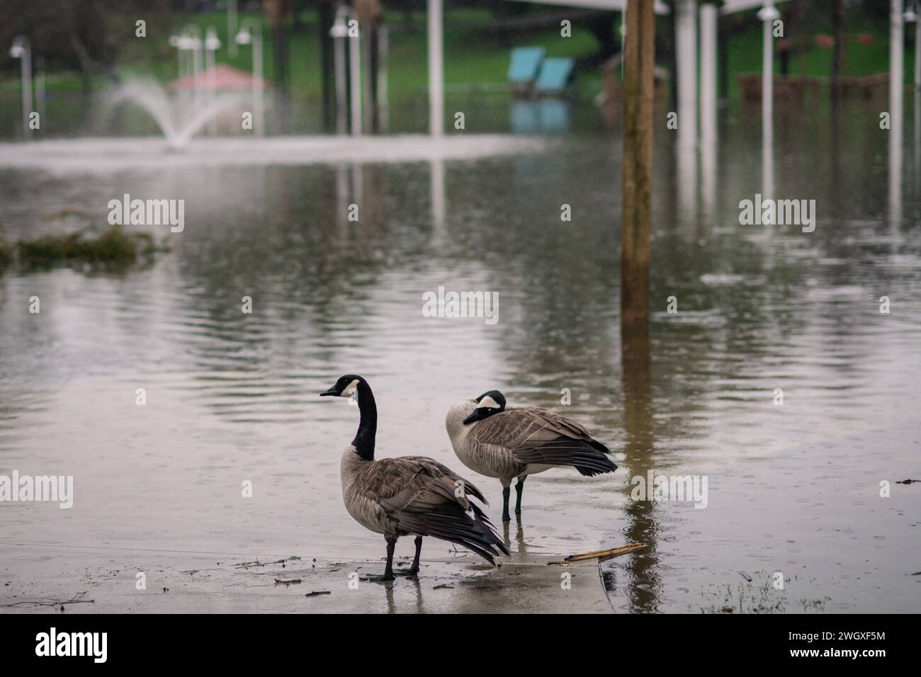 Terrain de jeu inférieur et grand étang au parc Polliwog inondé par la pluie à Manhattan Beach, CA Banque D'Images